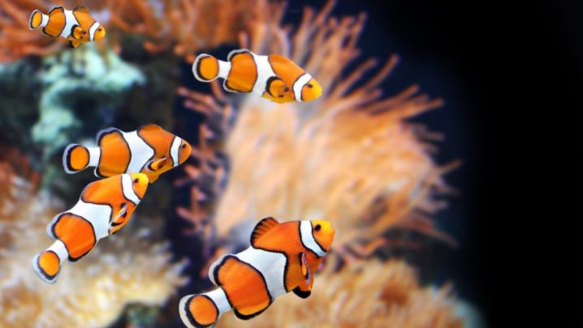 A curiosa vida do peixe-palhaço nos recifes de corais