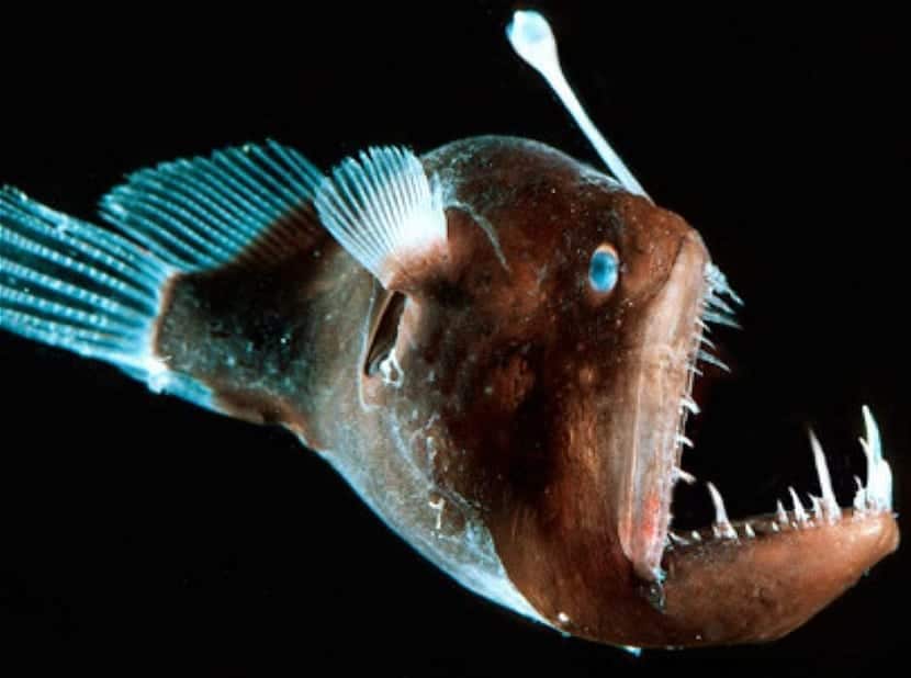 O que são os peixes-lanterna e como eles iluminam o oceano profundo?