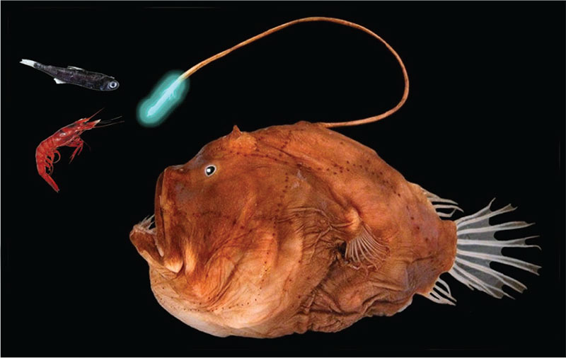 Como os peixes-lanterna brilham no fundo do mar?