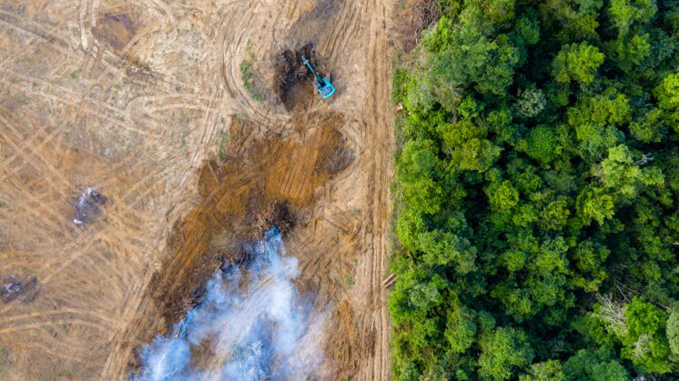 A relação entre a perda de biodiversidade e pandemias