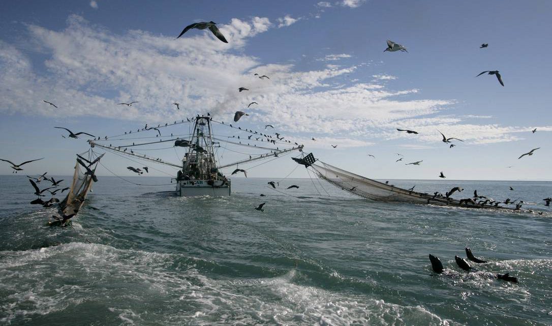 O impacto da pesca predatória nos oceanos
