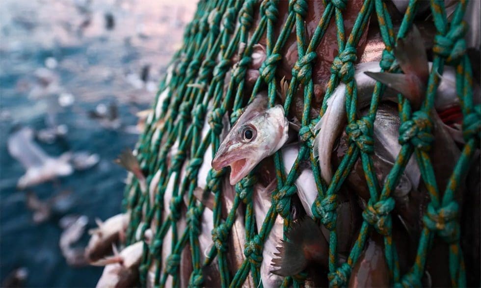 O que caracteriza a pesca predatória?