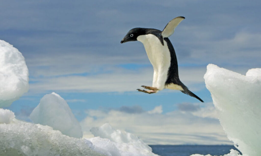 Por que os pinguins não voam?