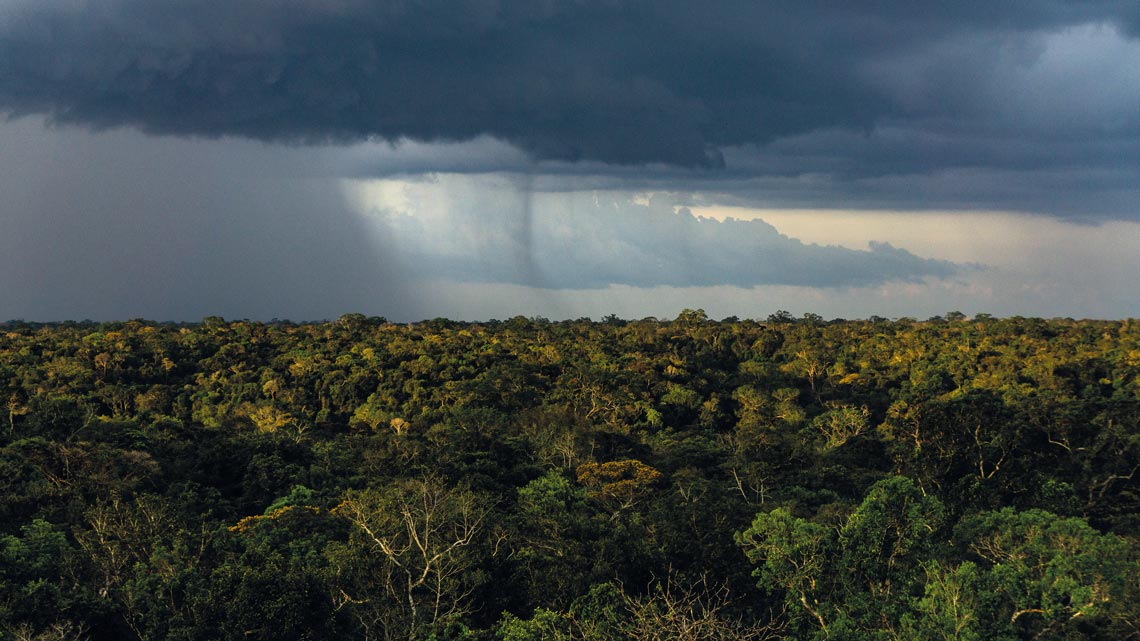 As adaptações das plantas tropicais às chuvas intensas