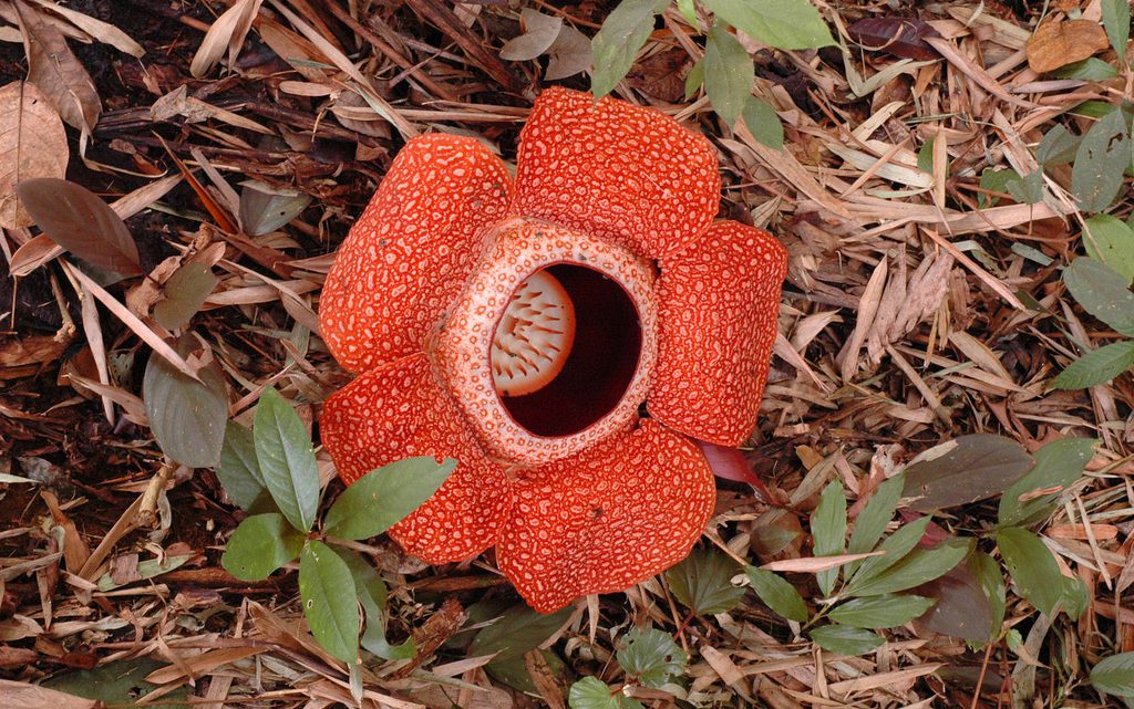 Como plantar a exótica raflésia, a maior flor do mundo?
