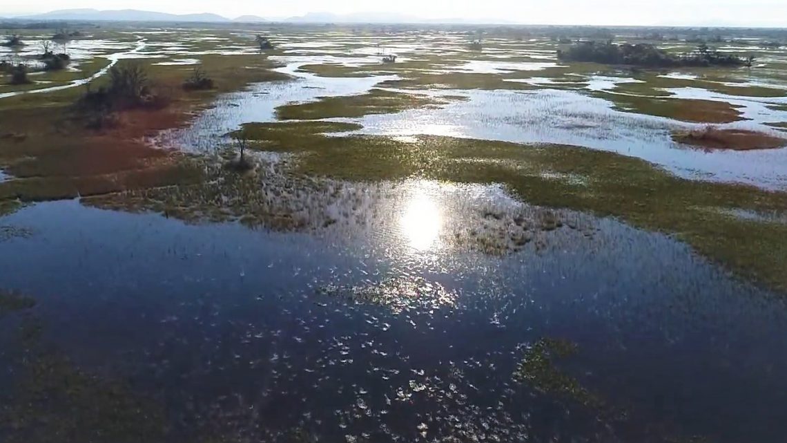 Extinção local de anfíbios pelo recuo de brejos e pântanos