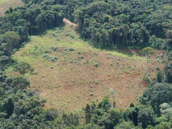Como ocorre a regeneração natural de florestas degradadas?