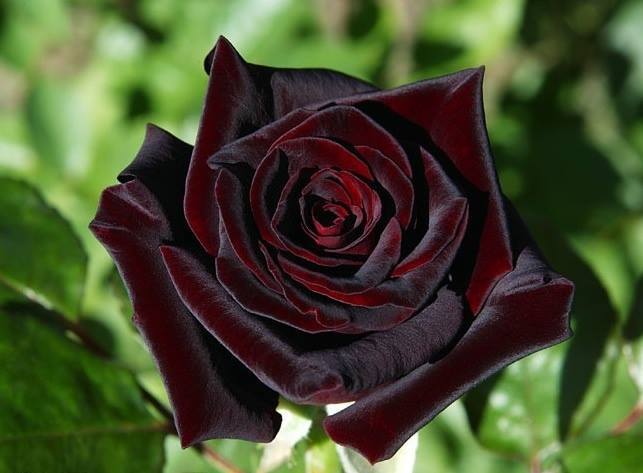 Como as rosas negras surgiram na natureza?