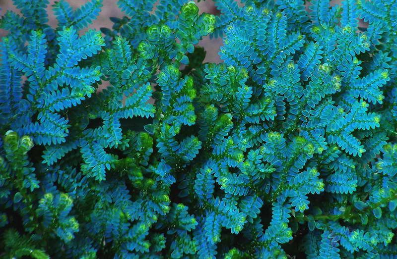 O que torna a samambaia azul uma planta tão rara?
