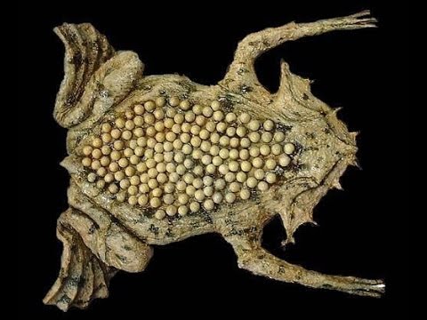 sapo pipa filhotes