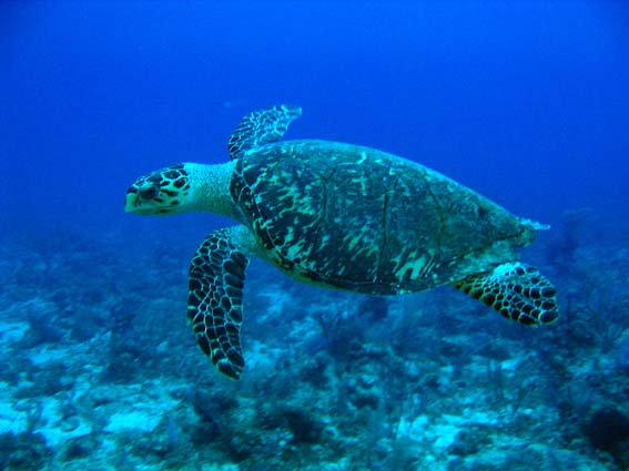 Os diferentes tipos de tartarugas marinhas e suas características