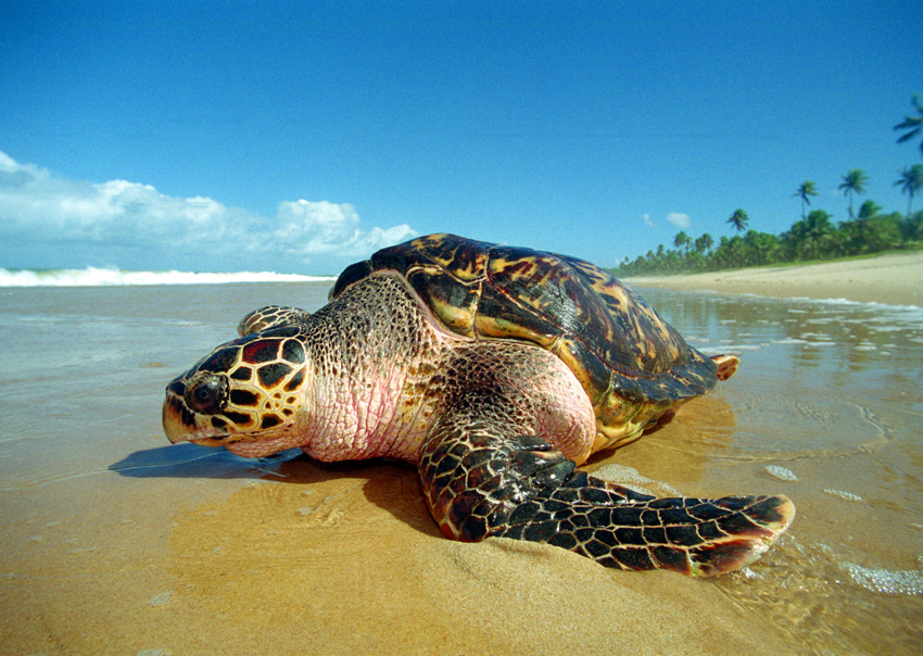 Como as tartarugas marinhas encontram o caminho de volta às praias onde nasceram?