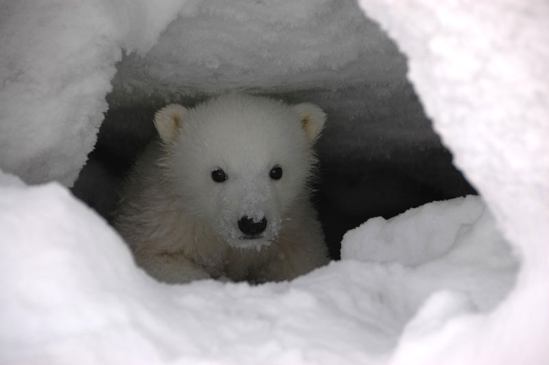 Como os ursos polares se adaptam ao frio extremo?
