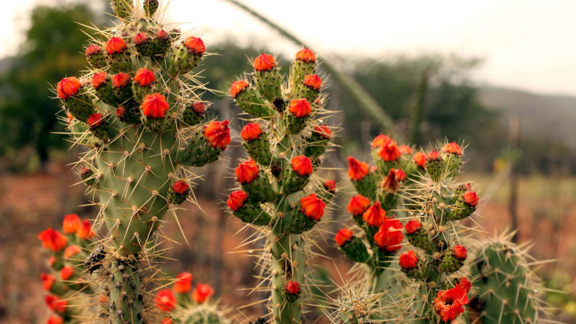 Como a vegetação da caatinga se adapta à seca?