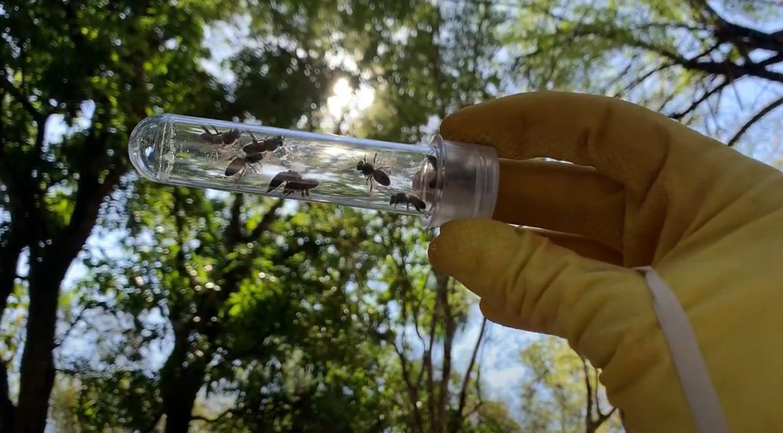 Como as abelhas estão ameaçadas pelo uso de pesticidas?