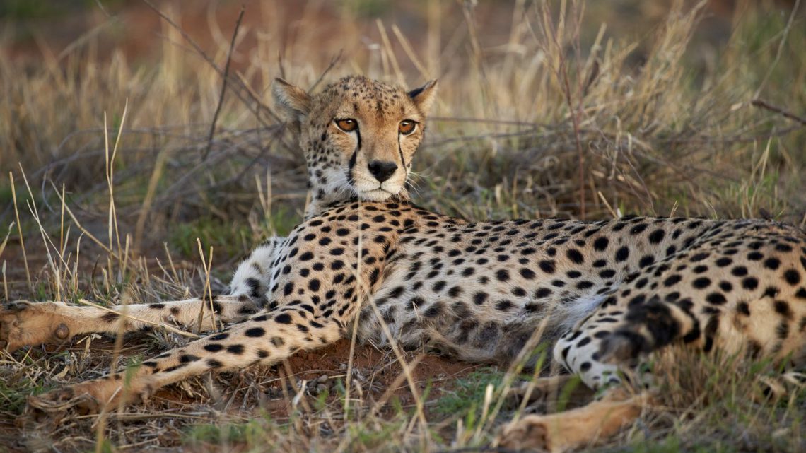 Os principais motivos da extinção de espécies animais