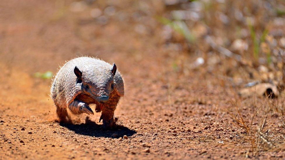 O impacto do desmatamento na fauna brasileira