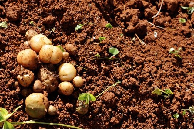 O que torna o mangarito uma alternativa sustentável?