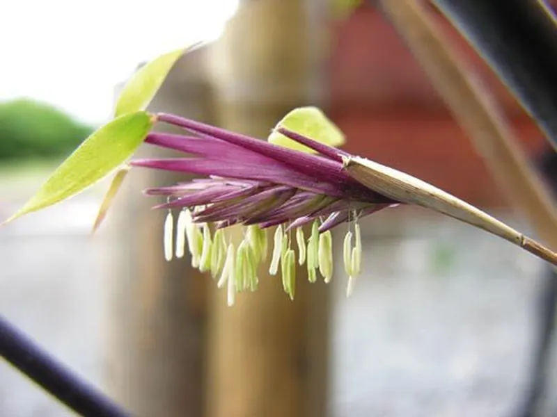 Por que algumas plantas florescem apenas uma vez na vida?