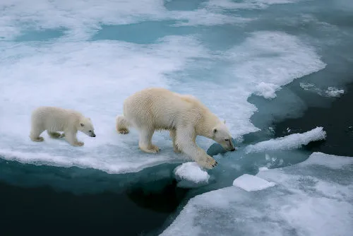 Quais os principais fatores de risco para os animais selvagens?
