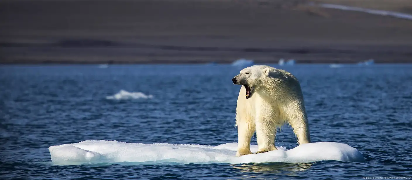 Como as mudanças climáticas afetam os ursos-polares?