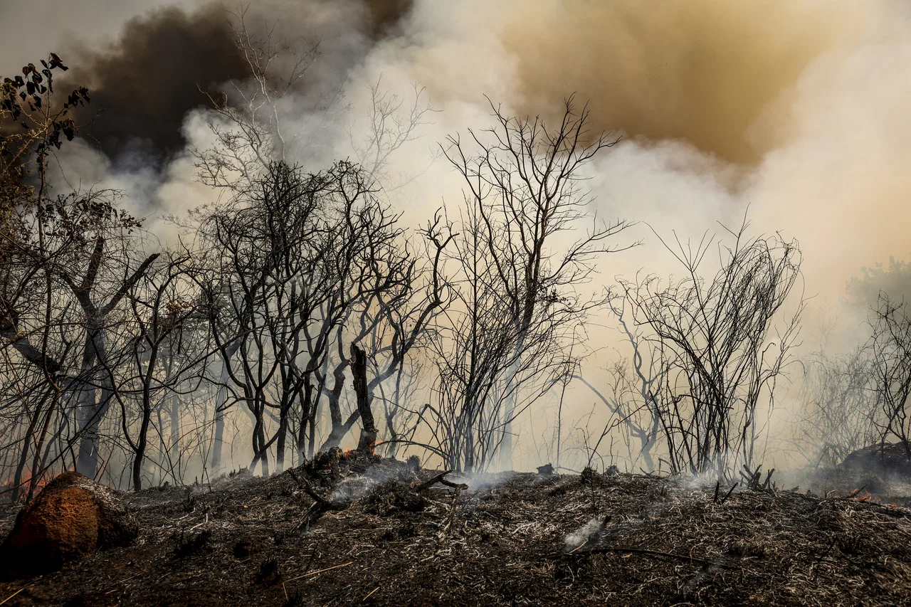 Impacto das queimadas nas áreas de cerrado e caatinga