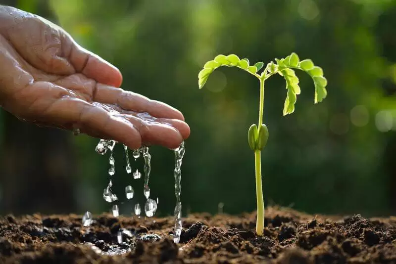 Como evitar o desperdício de água no cultivo de plantas?
