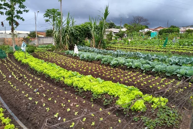 Como cultivar hortas comunitárias em bairros urbanos?