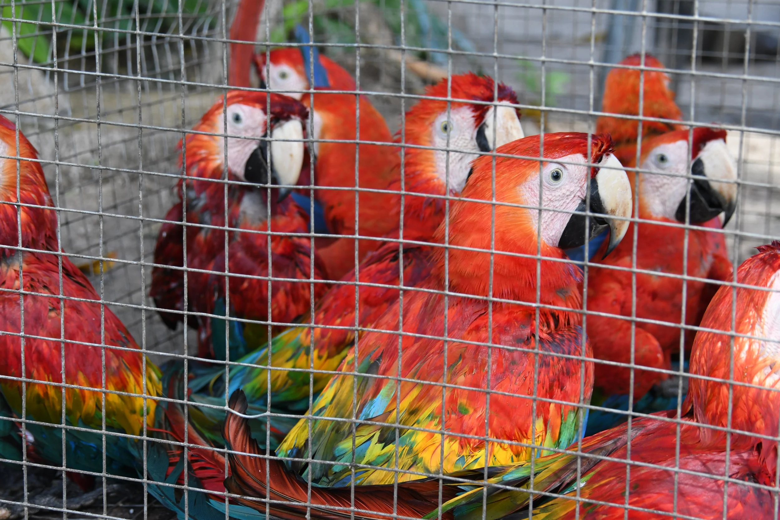 Como o tráfico de animais silvestres prejudica a biodiversidade?