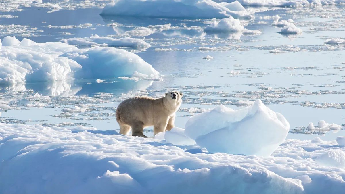 Quais animais são mais afetados pelas mudanças climáticas?