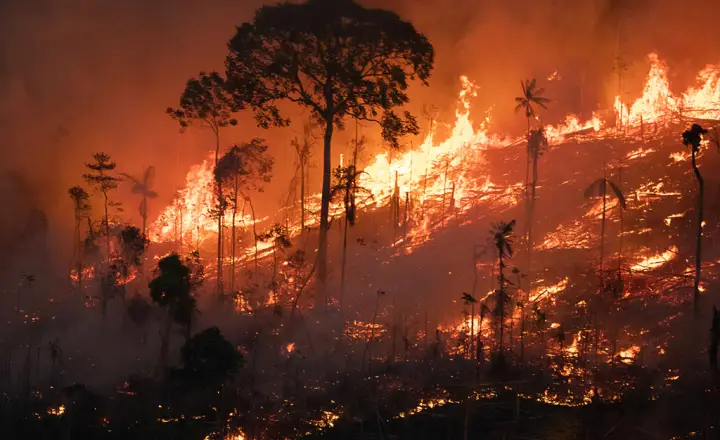 O impacto das queimadas nos habitats naturais
