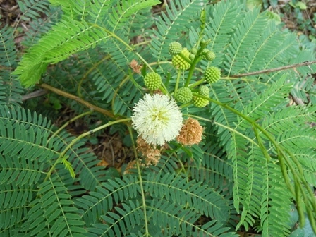 Plantas invasoras e seus efeitos nos ecossistemas naturais