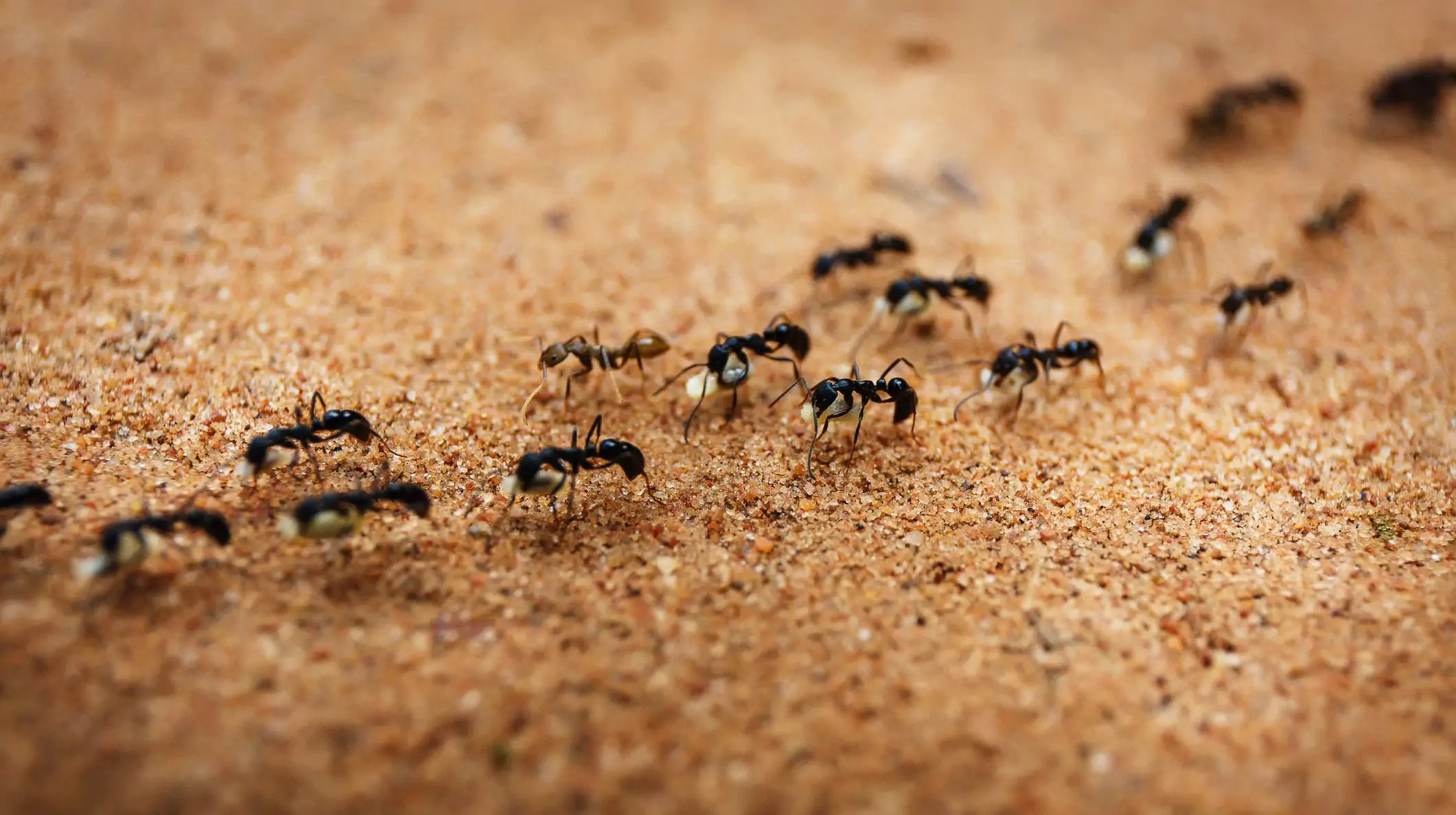 Como as formigas influenciam a saúde do solo?