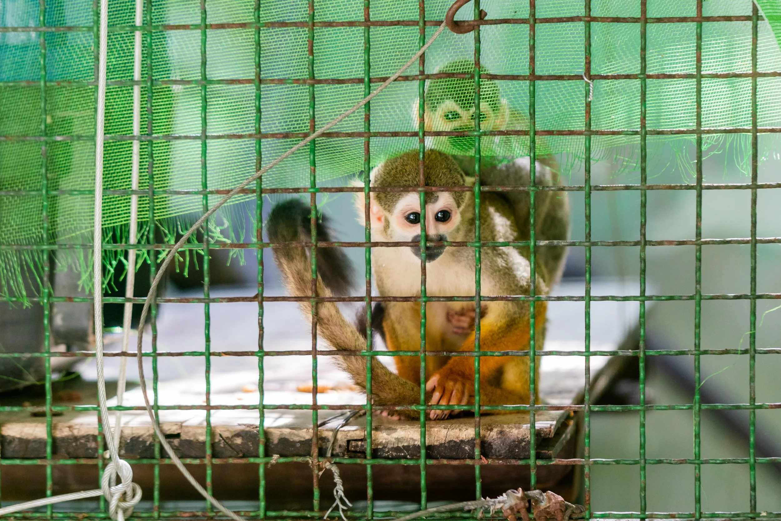 O tráfico ilegal de animais silvestres e suas consequências