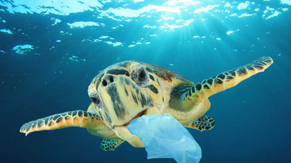 O impacto dos plásticos nos ecossistemas marinhos