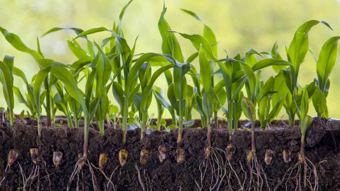 Como as raízes armazenam nutrientes para o crescimento das plantas?