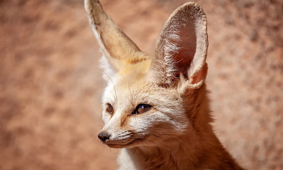 O que torna a raposa-do-deserto uma excelente caçadora?