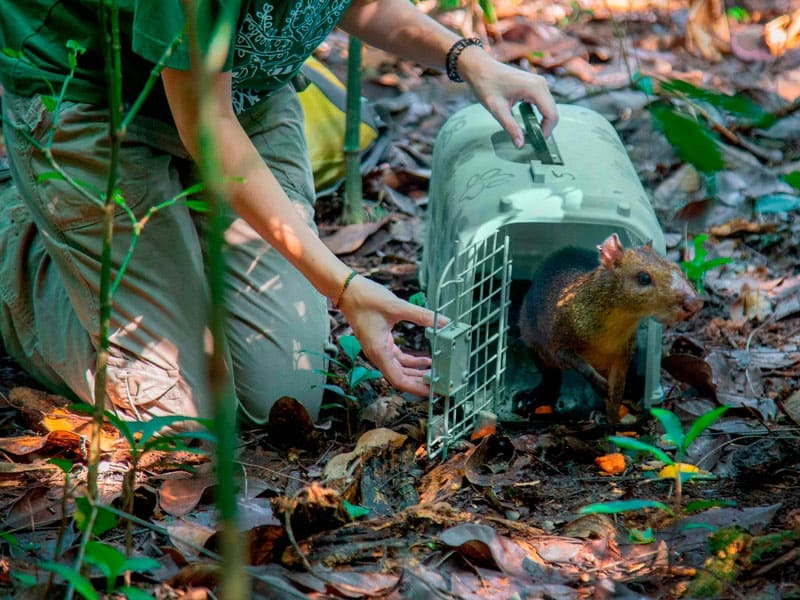 Os projetos de reintrodução de espécies na natureza