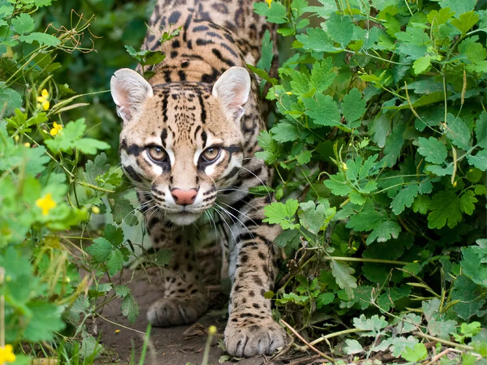 As espécies de felinos ameaçados pelo desmatamento