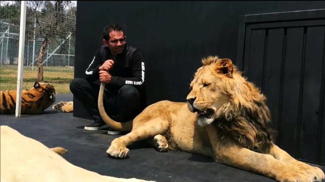 Como funciona um santuário de animais selvagens?
