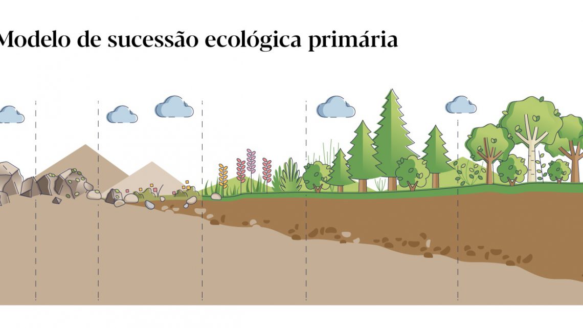 O que é sucessão ecológica vegetal?