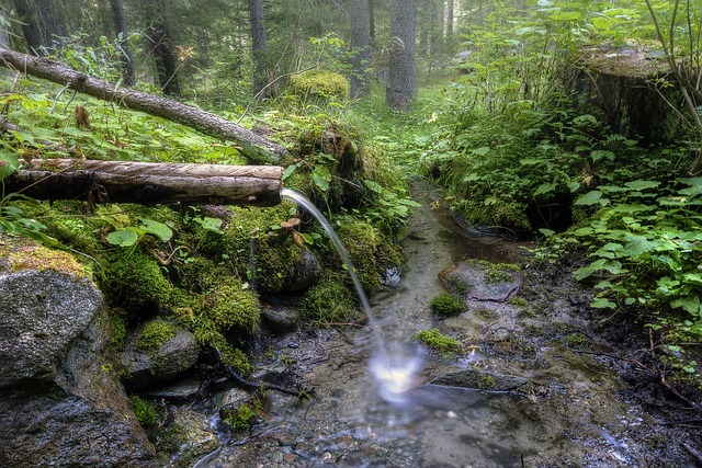 Nascente de água doce formada pela descarga de aquífero em floresta