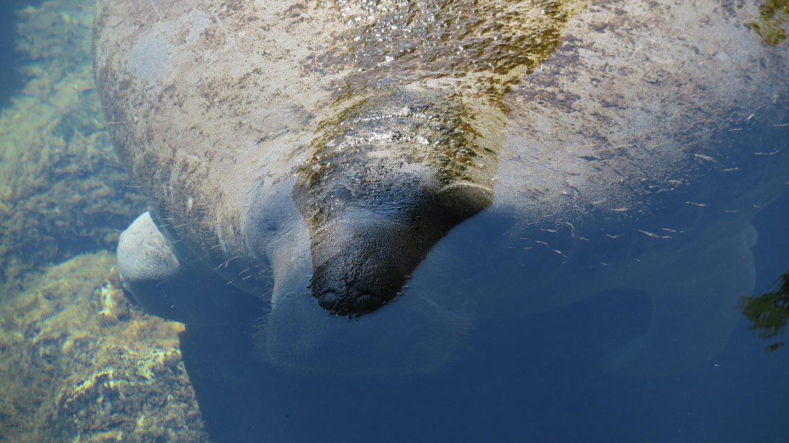 Peixe-boi-amazônico: o gigante gentil dos rios da Amazônia em risco de desaparecer