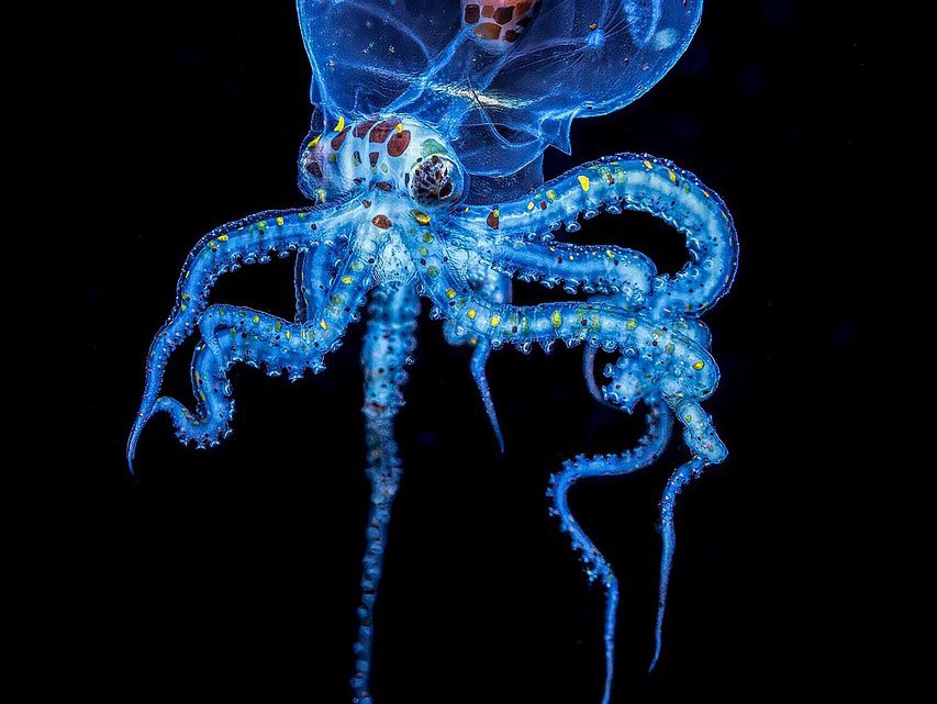 Bioluminescência: o Fenômeno Natural que Ilumina Oceanos, Florestas e Cavernas