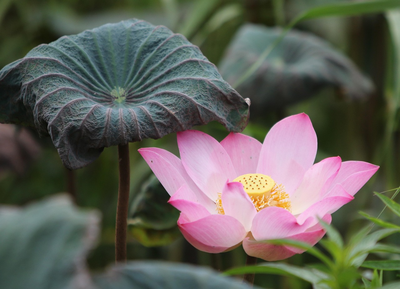 Flor de lótus repelindo água, inspiração para a biomimética e o Efeito Lótus
