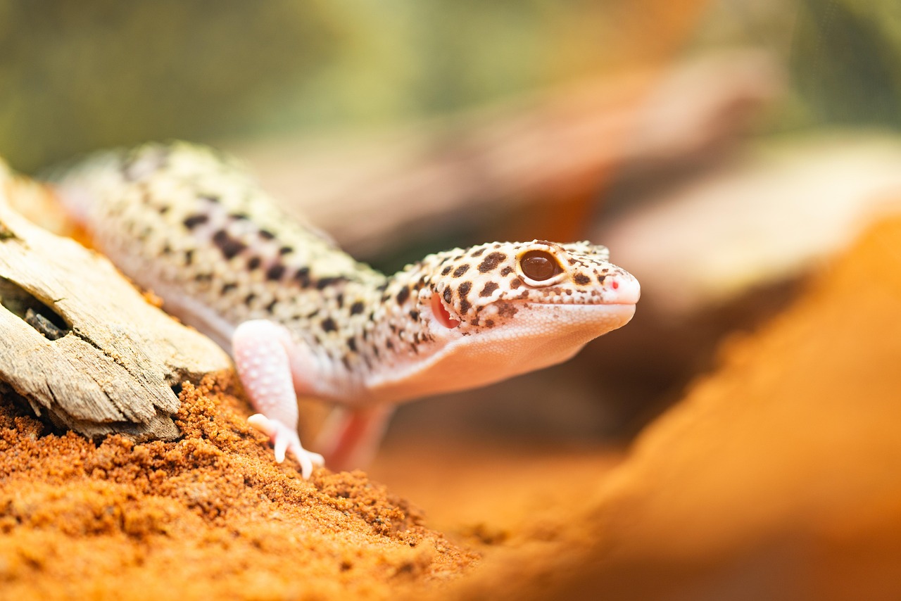 Lagartixa com patas adesivas, exemplo clássico de inspiração biomimética