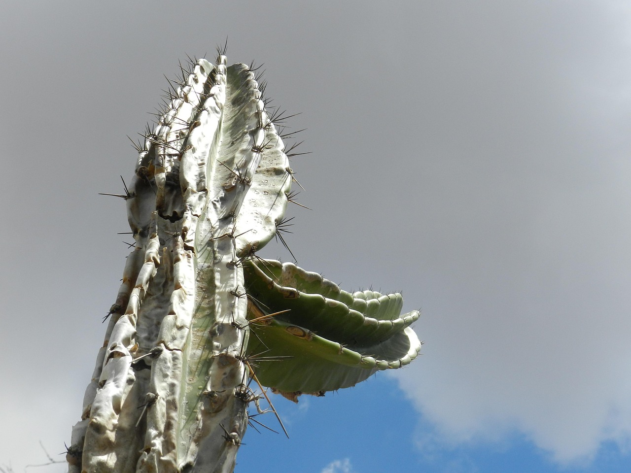 Mandacaru florido na Caatinga, símbolo da flora do bioma