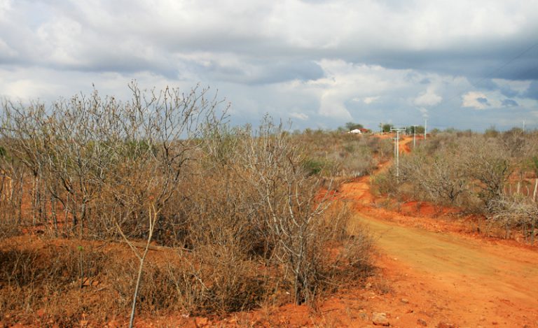Paisagem da Caatinga com vegetação típica do semiárido brasileiro