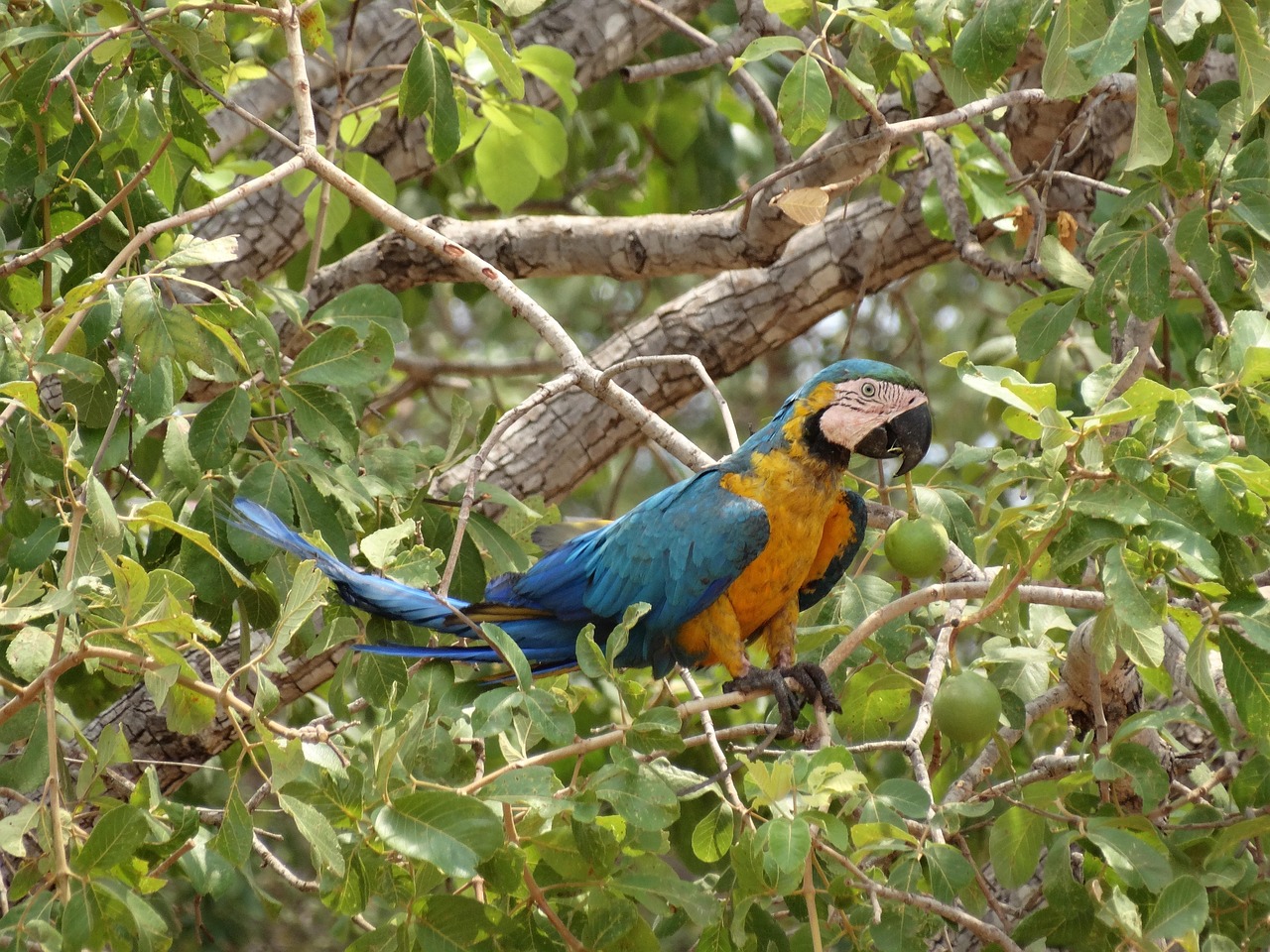 Arara-canindé, ave típica do bioma Cerrado brasileiro