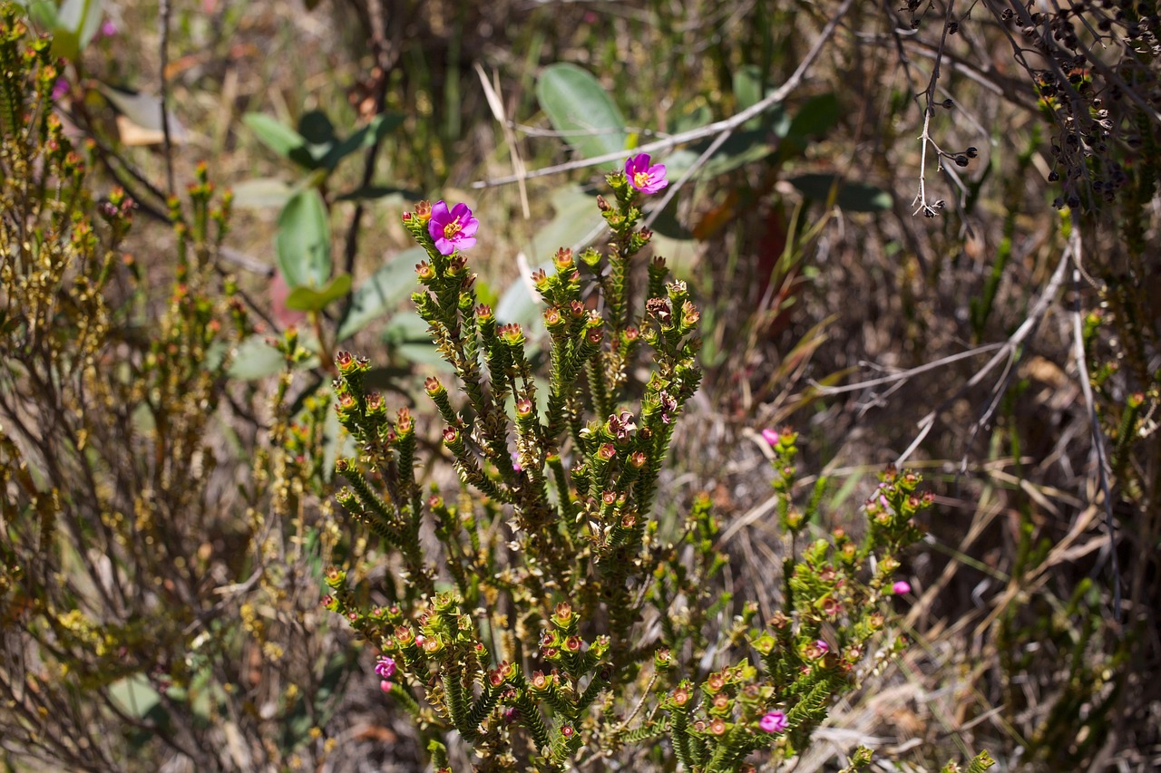 Flor típica do Cerrado brasileiro, exemplo da rica flora do bioma